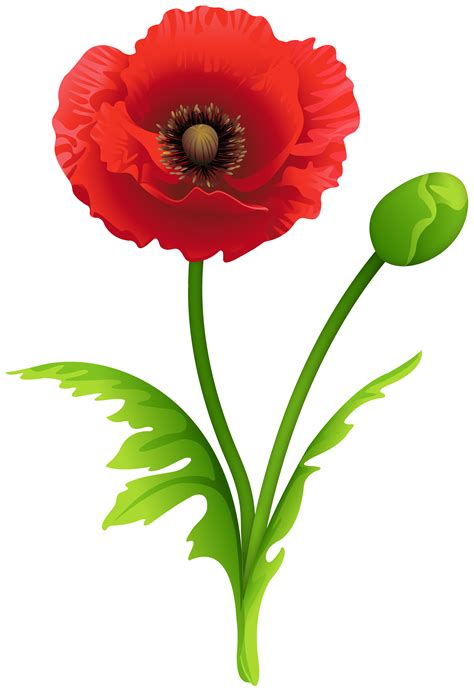 cartoon poppy